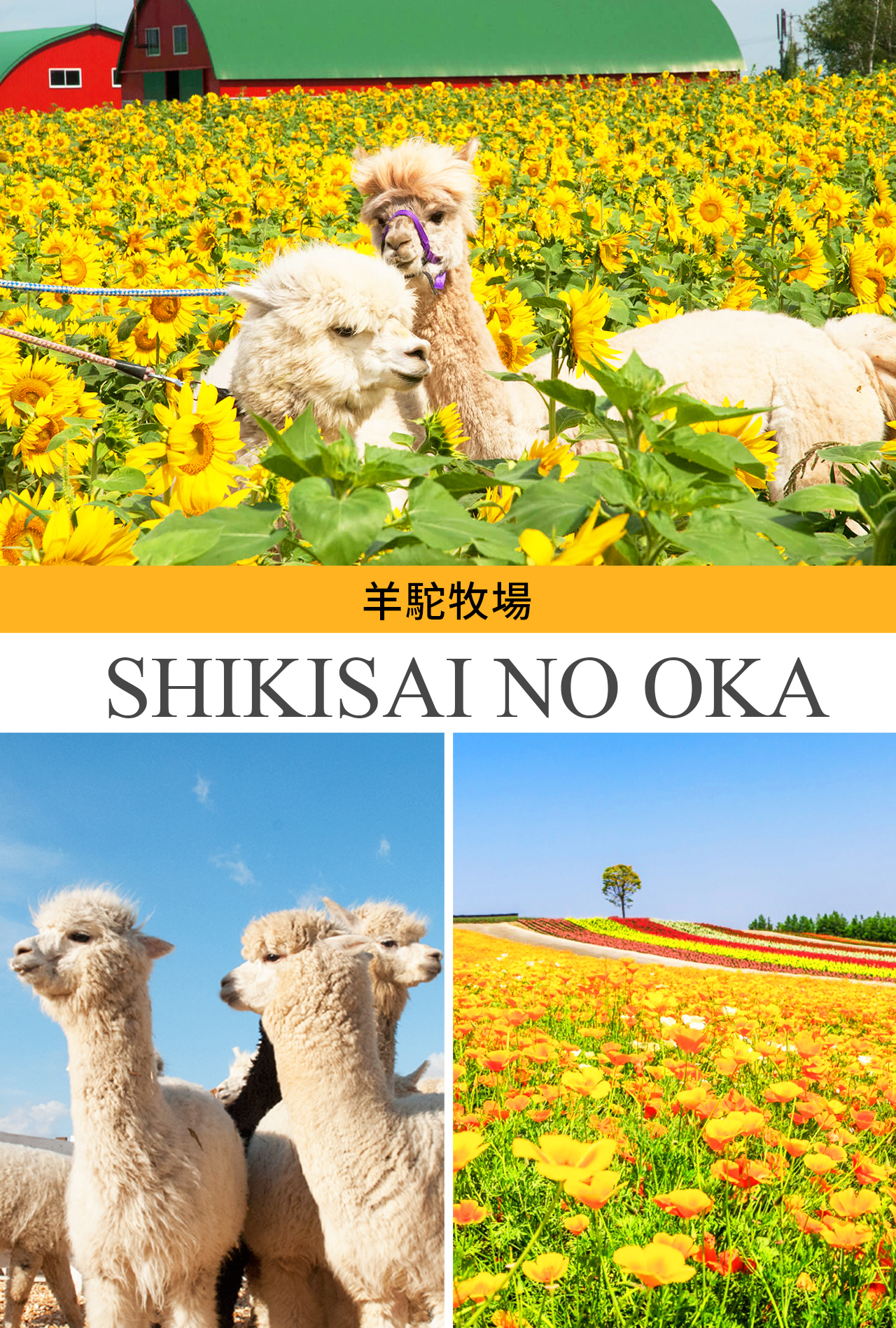 北海道賞花｜雲霄飛車之路&青池&四季彩之丘/富田農場&精靈露臺一日遊｜札幌出發｜可選含自助午餐