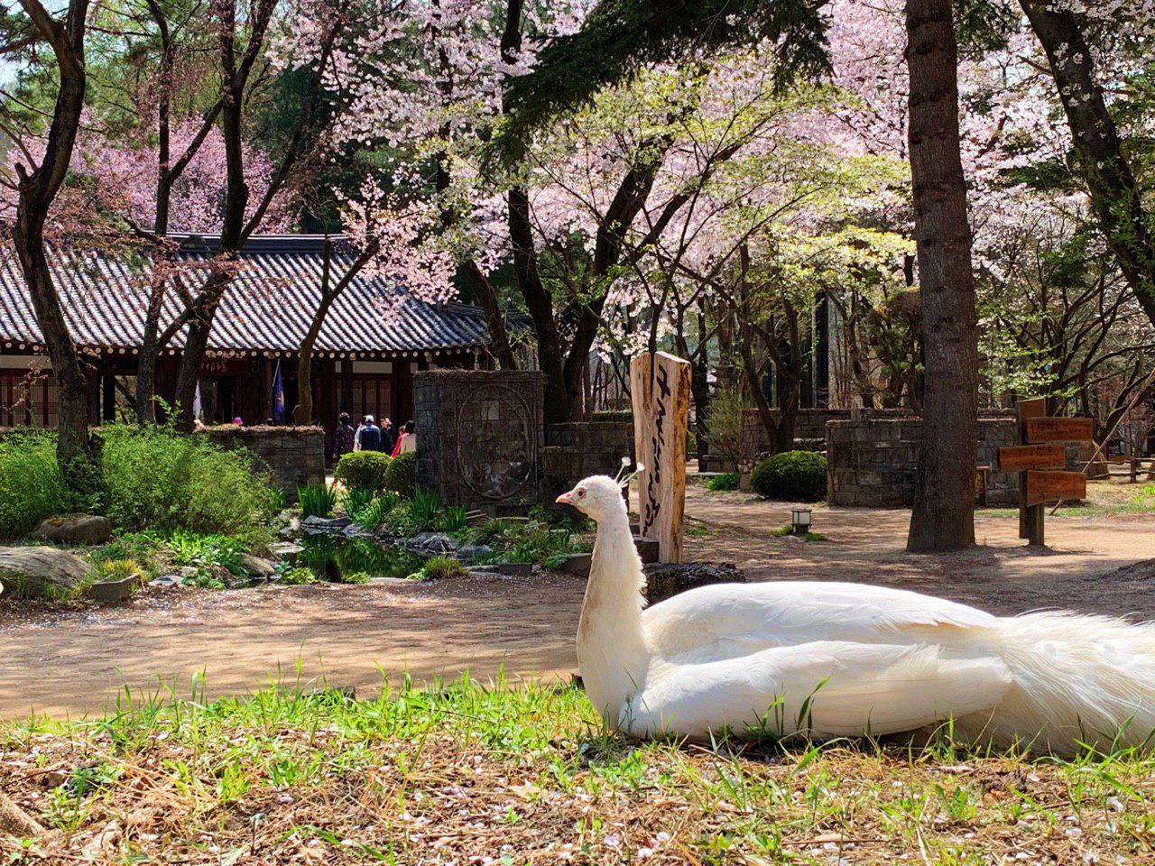 南怡島的春日童話。白孔雀與櫻花交織，如夢似幻，美不勝收。