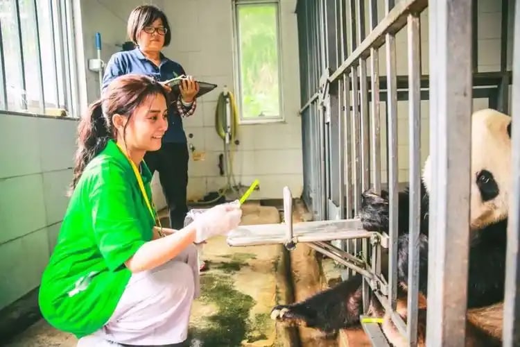 成都出發都臥龍中華大熊貓苑神樹坪基地誌願者體驗 私人導覽一日遊