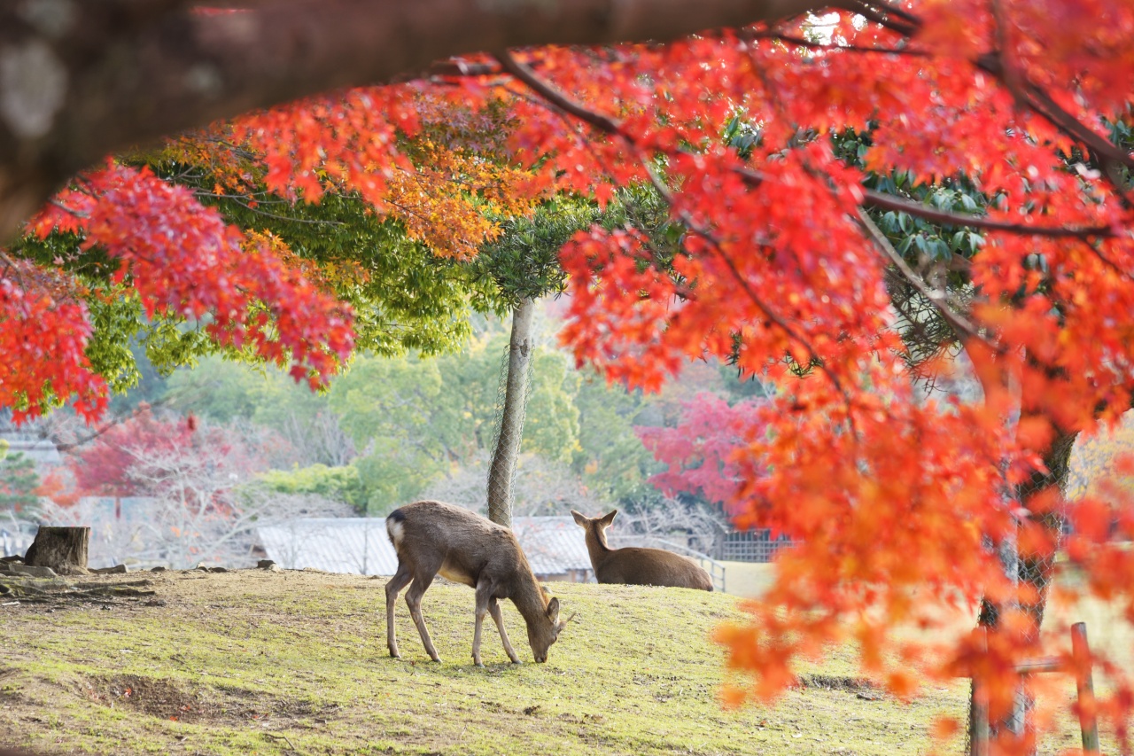 紅葉時節的奈良公園，景色絕美，萌鹿添趣~🍁