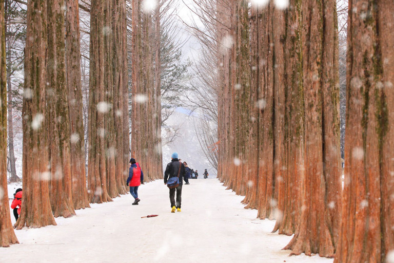 南怡島 – 漫步於綠樹成蔭的小徑，探索韓國最浪漫的島嶼