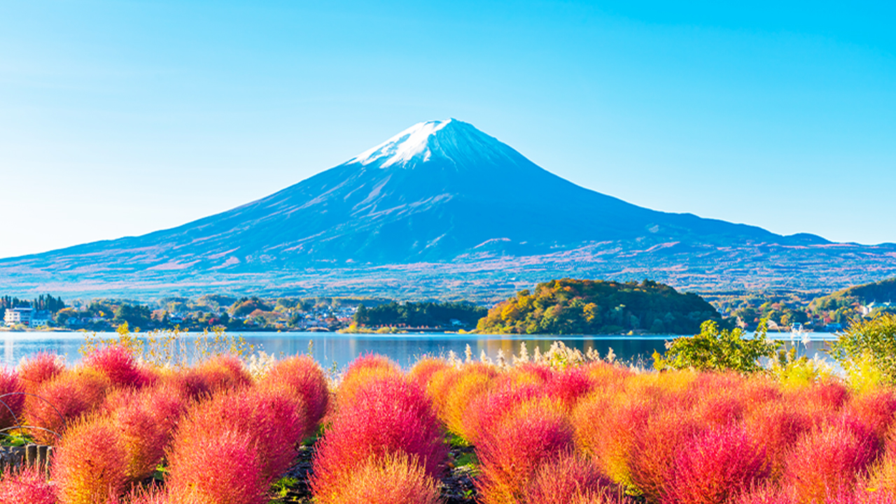 河口湖大石公園以四季花海聞名，夏有薰衣草、秋有紅葉地膚，與富士山相映成景，是人氣拍照勝地。