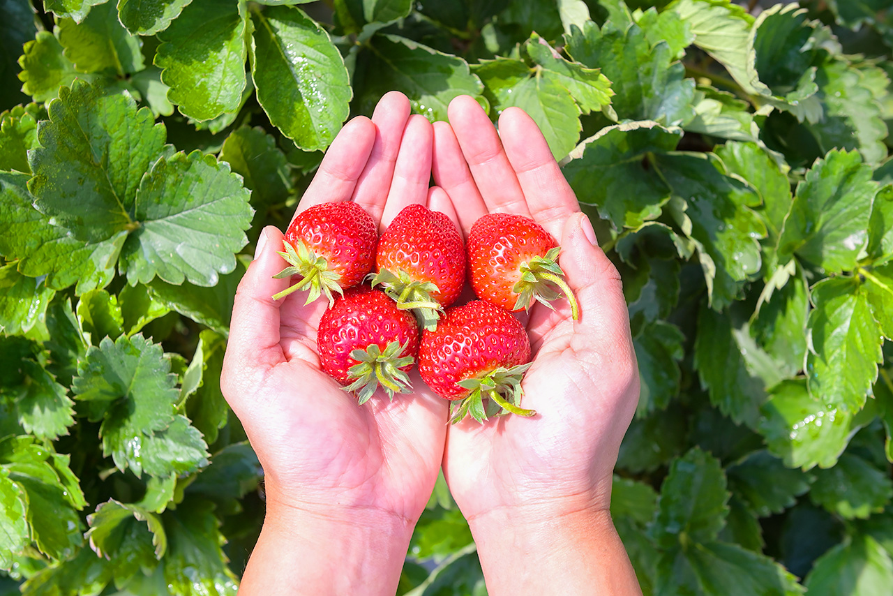 🍓在韓國體驗採摘草莓的樂趣，這裡是世界上最受歡迎的草莓產地之一。