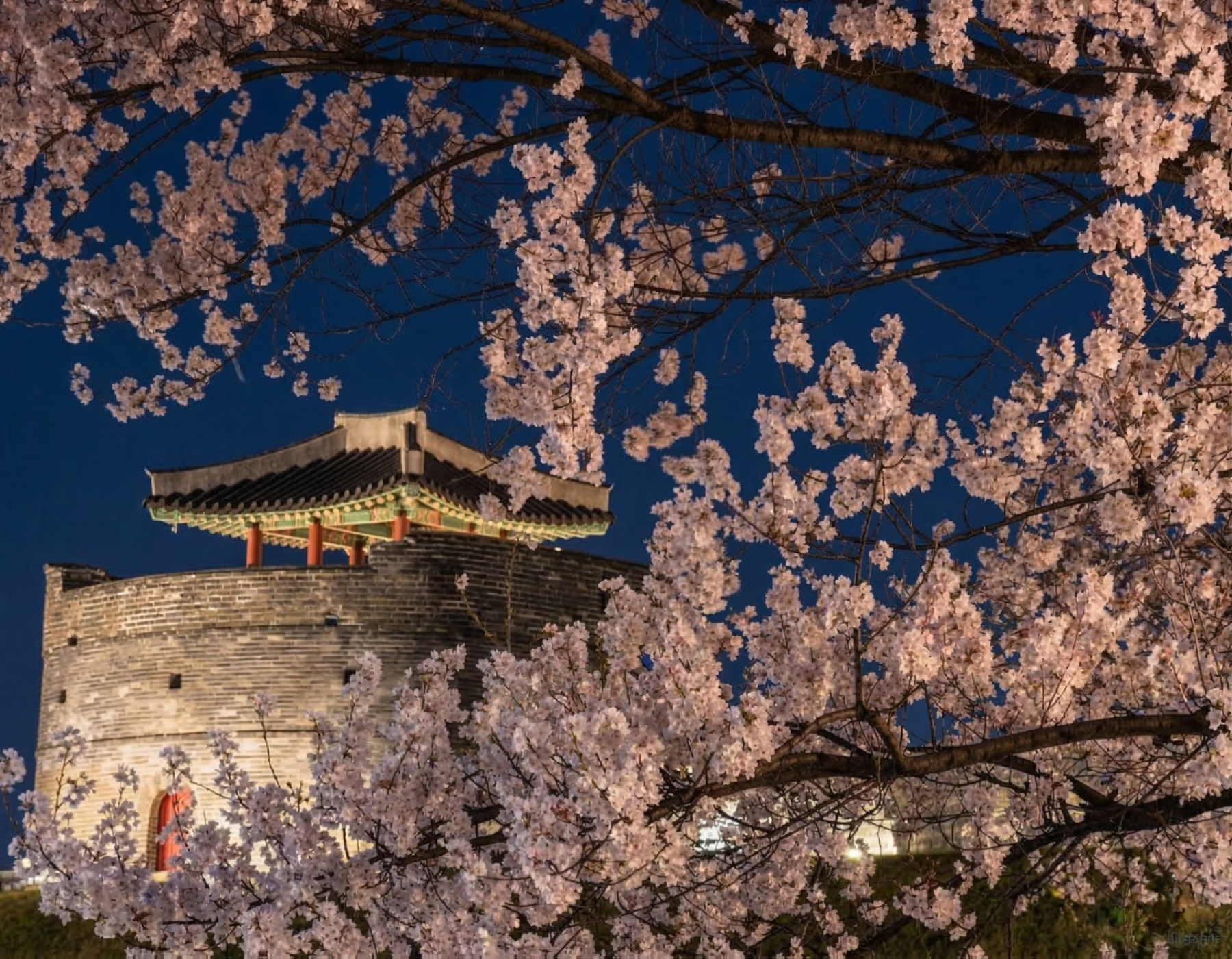 [Night Tour]Suwon Spring Cherry Blossom Fortress Day tour from seoul