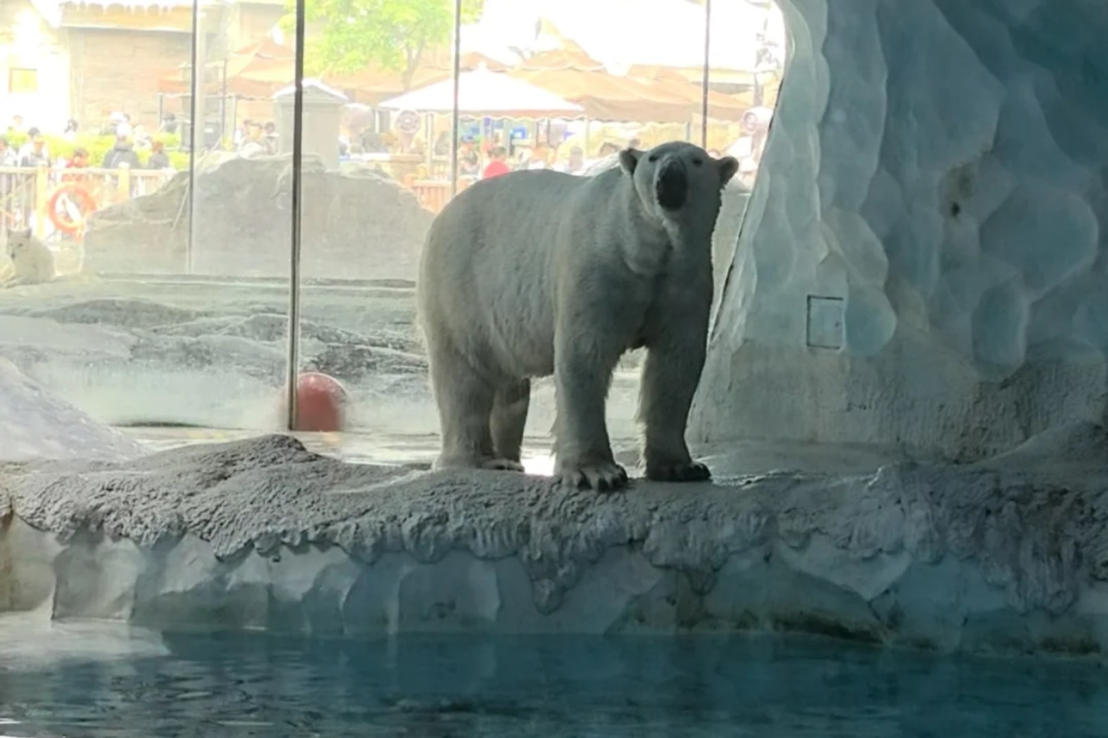 北極熊館
想認識北極的環境和動物?就要來到這冰山造型的「北極熊館」。隔著巨大的亞加力玻璃,您除了可近距離看到北極熊矯健的泳姿,還有同樣棲身於這冰原世界的雪狐,親身感受牠們在極地的生存環境。 北極熊館
想認識北極的環境和動物?就要來到這冰山造型的「北極熊館」。隔著巨大的亞加力玻璃,您除了可近距離看到北極熊矯健的泳姿,還有同樣棲身於這冰原世界的雪狐,親身感受牠們在極地的生存環境。