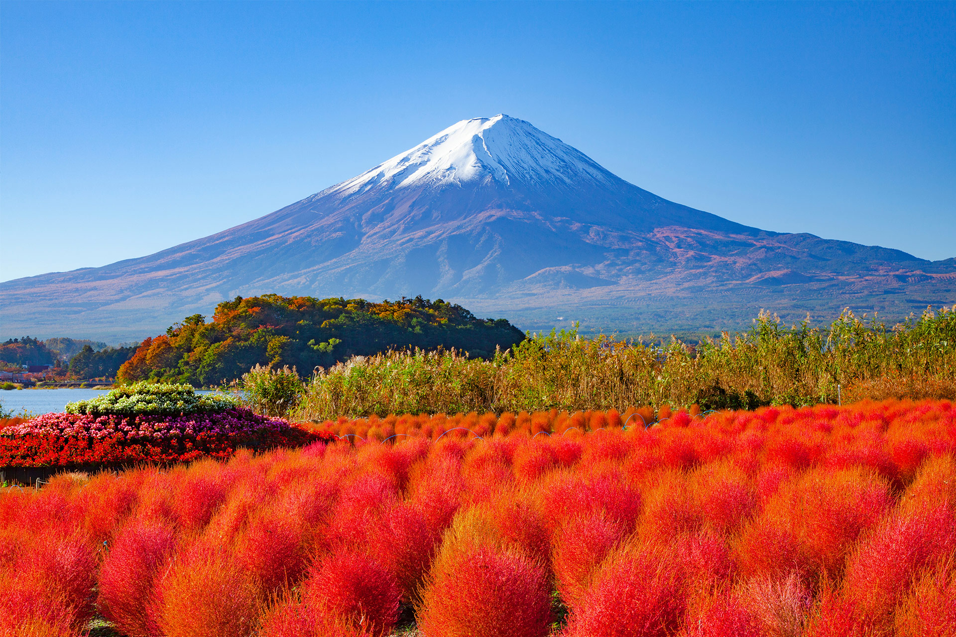 秋日的大石公園,粉紅地膚草如柔軟絨毯鋪展眼前~ 秋日的大石公園,粉紅地膚草如柔軟絨毯鋪展眼前~