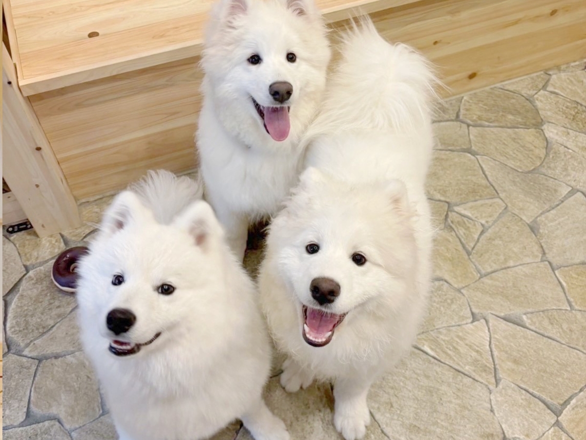 Samoyed Experience: Get Up Close and Personal in Harajuku 