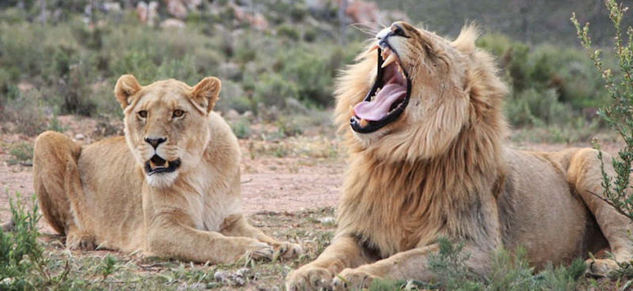 開普敦全日遊獵 (Cape Town Full Day Safari)