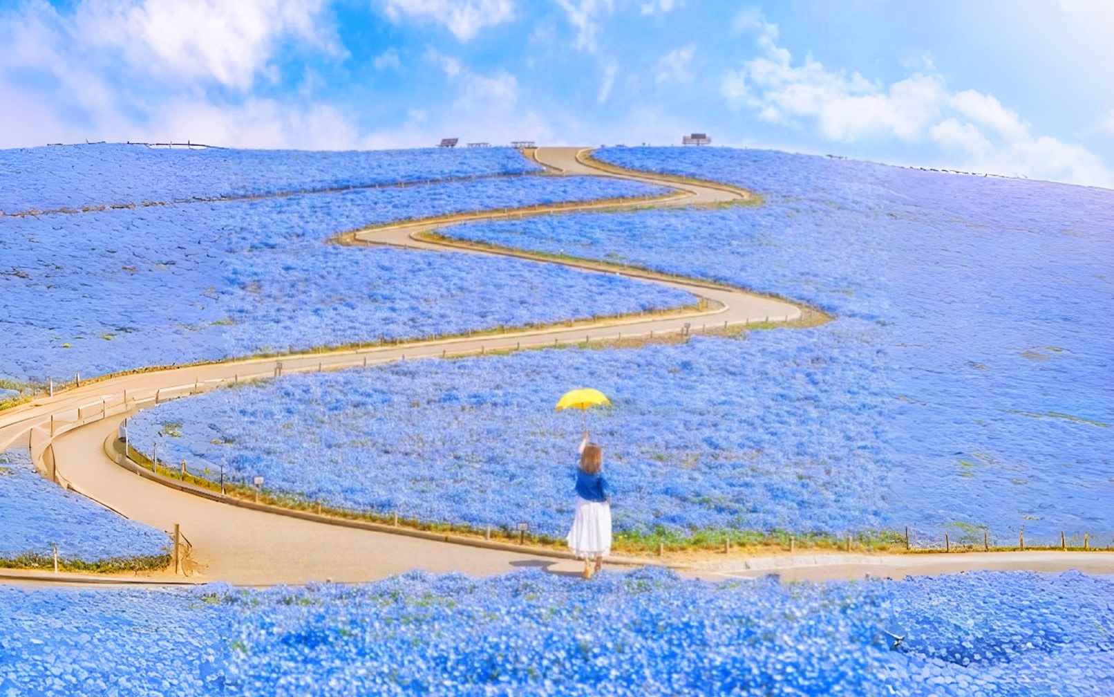 [A Perfect Day Trip: Ibaraki Flower Park & Gourmet Food] Oarai Isosaki Shrine, Nakaminato Seafood Market, Hitachi Seaside Park | Departs from Tokyo