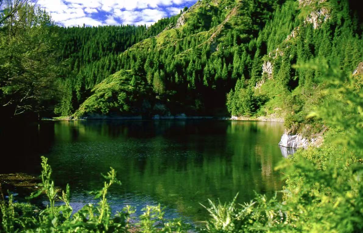 山間靜謐湖泊，湖水碧綠澄澈，倒映兩岸茂密針葉山林。山坡覆滿翠綠林木，草木繁茂，湖面清幽，盡顯天山原生態純淨山水風光