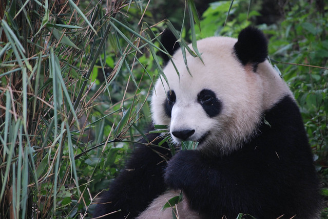 panda eating in chengdu panda base for the chengdu private day tour