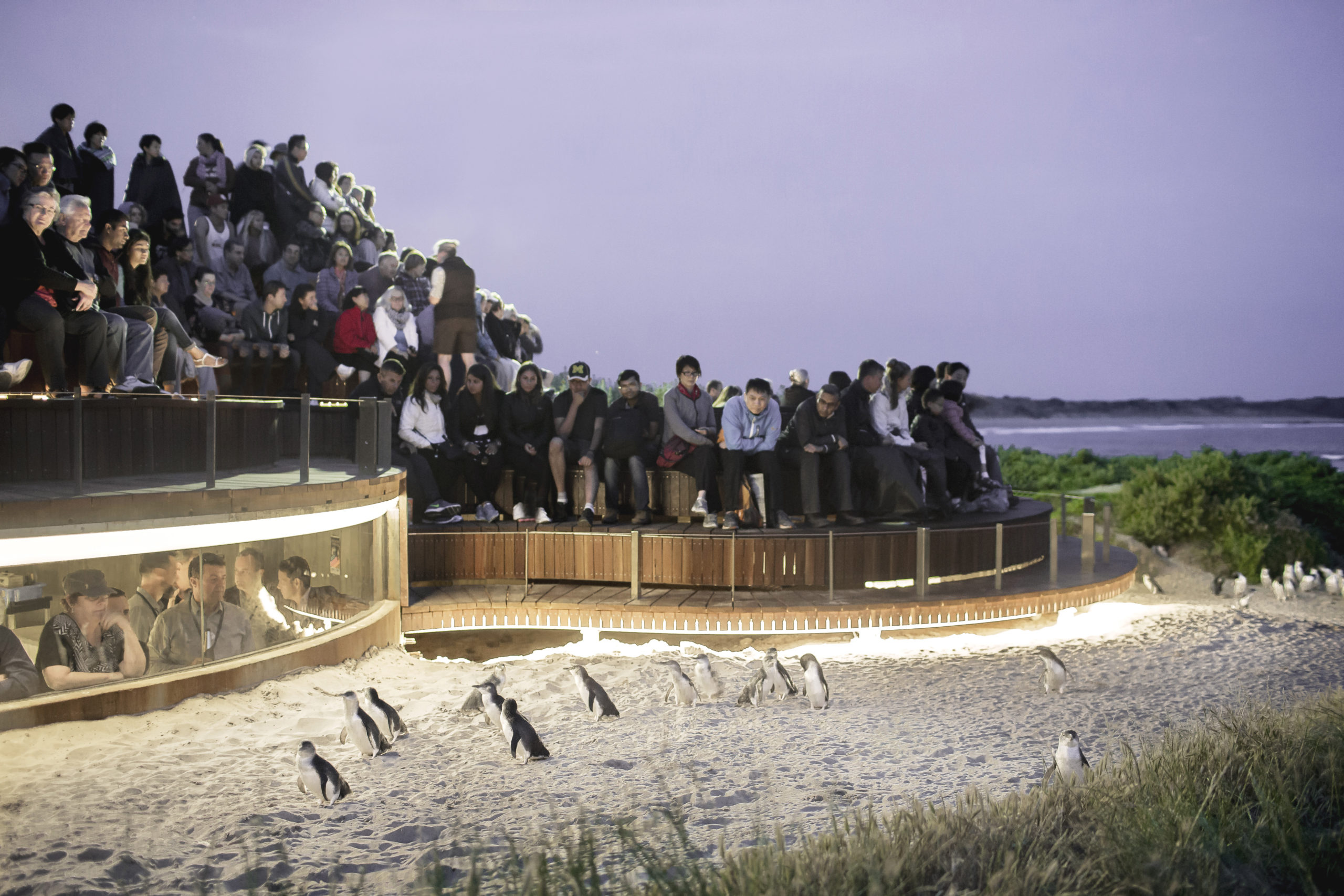 Penguin Parade and Moonlit Sanctuary Wildlife Conservation One-Day Tour