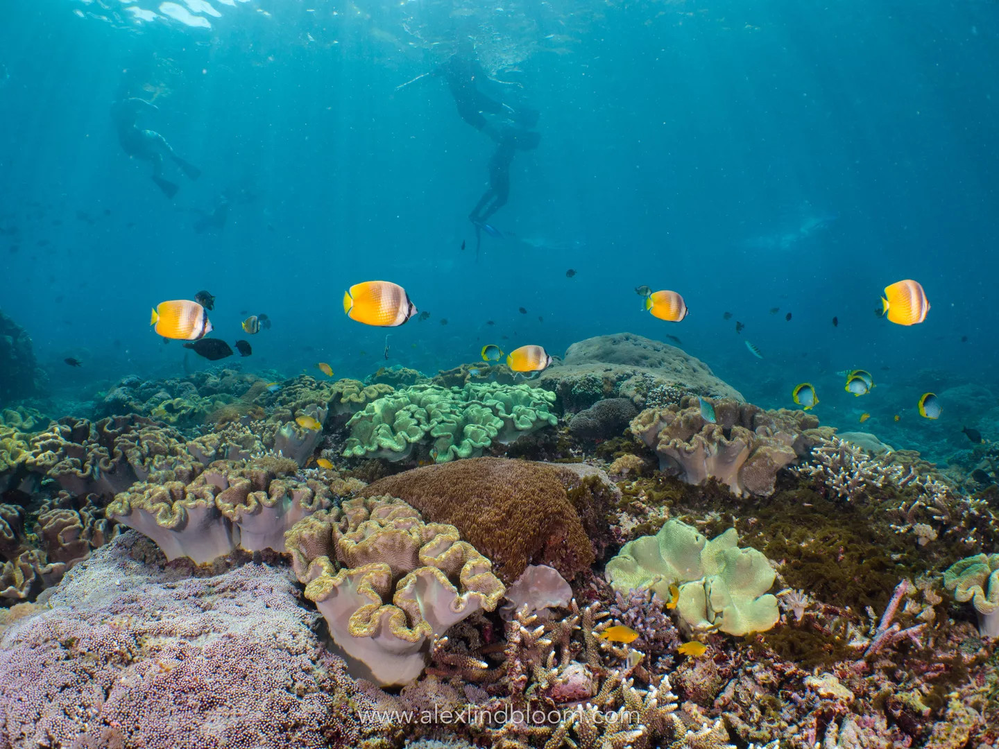 圖蘭本 & 八丹拜潛水體驗（PADI五星級潛水中心）