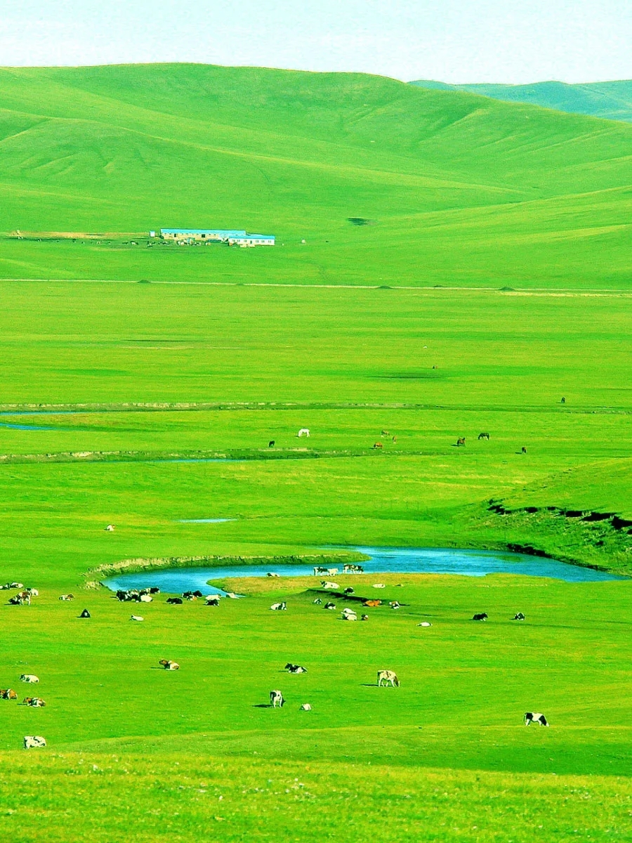 午餐後,下午一點半到達【祁連草原】。2005年10月23日,在由《中國國家地理》主辦的“中國最美的地方”評選活動中,祁連山草原是被評為中國最美六大草原之一。祁連山草原地上生物量和物種豐富度表現出明顯的空間規律性,地上生物量從東南向西北遞減,物種豐富度東南高、西北低,南北方向上中部的物種豐富度最高。可自行在草原上奔走、玩耍、拍照,注意不要近距離接觸動物,避免被踢到。 午餐後,下午一點半到達【祁連草原】。2005年10月23日,在由《中國國家地理》主辦的“中國最美的地方”評選活動中,祁連山草原是被評為中國最美六大草原之一。祁連山草原地上生物量和物種豐富度表現出明顯的空間規律性,地上生物量從東南向西北遞減,物種豐富度東南高、西北低,南北方向上中部的物種豐富度最高。可自行在草原上奔走、玩耍、拍照,注意不要近距離接觸動物,避免被踢到。