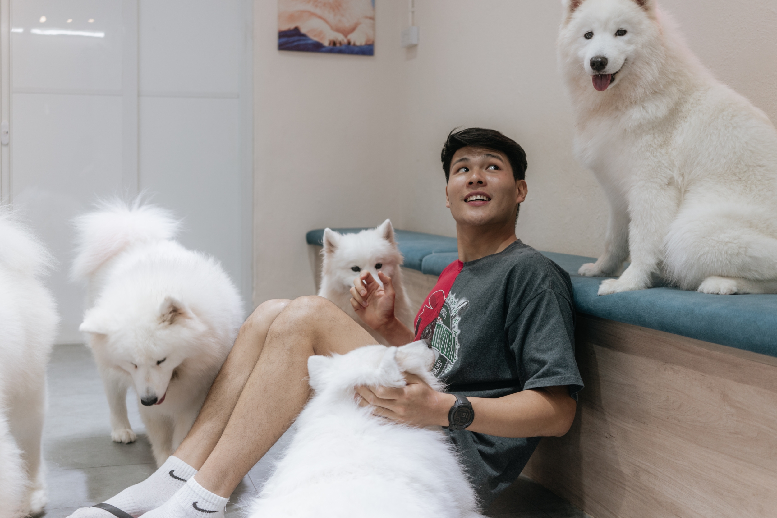 Cuddle Fluffy Samoyed (Dog Cafe) in Singapore