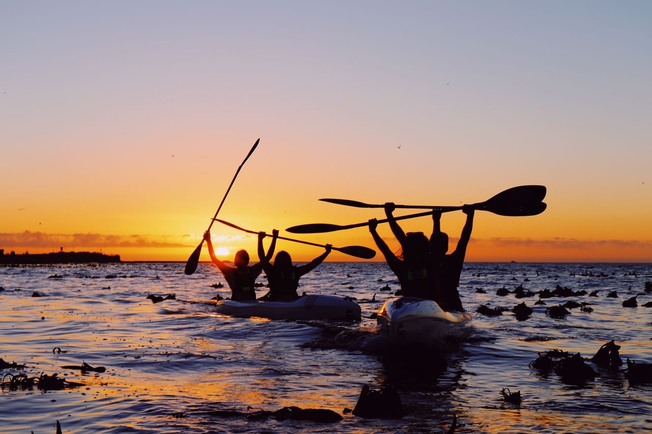 Kayak with Dolphins Experience in Cape Town