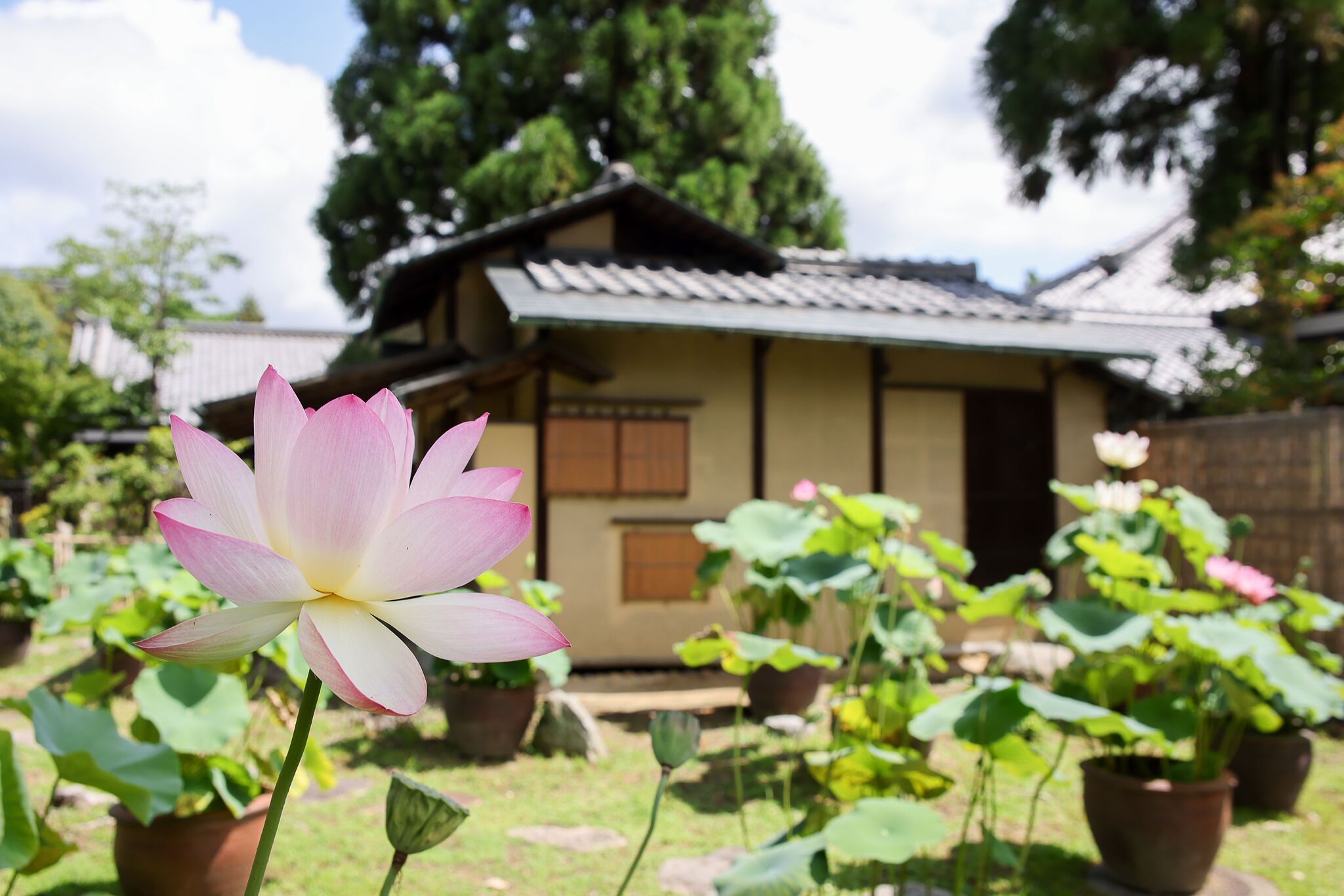 奈良: 西之京蓮花路四寺通票 (西大寺 & 喜光寺 & 唐招提寺 & 藥師寺)