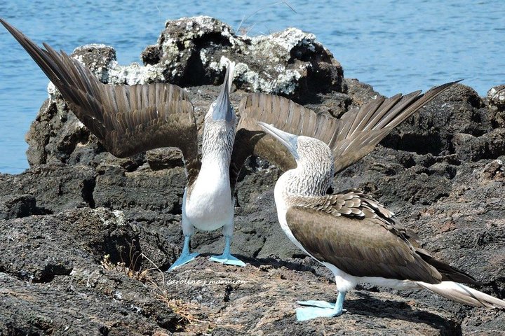 平松島浮潛＆釣魚一日遊