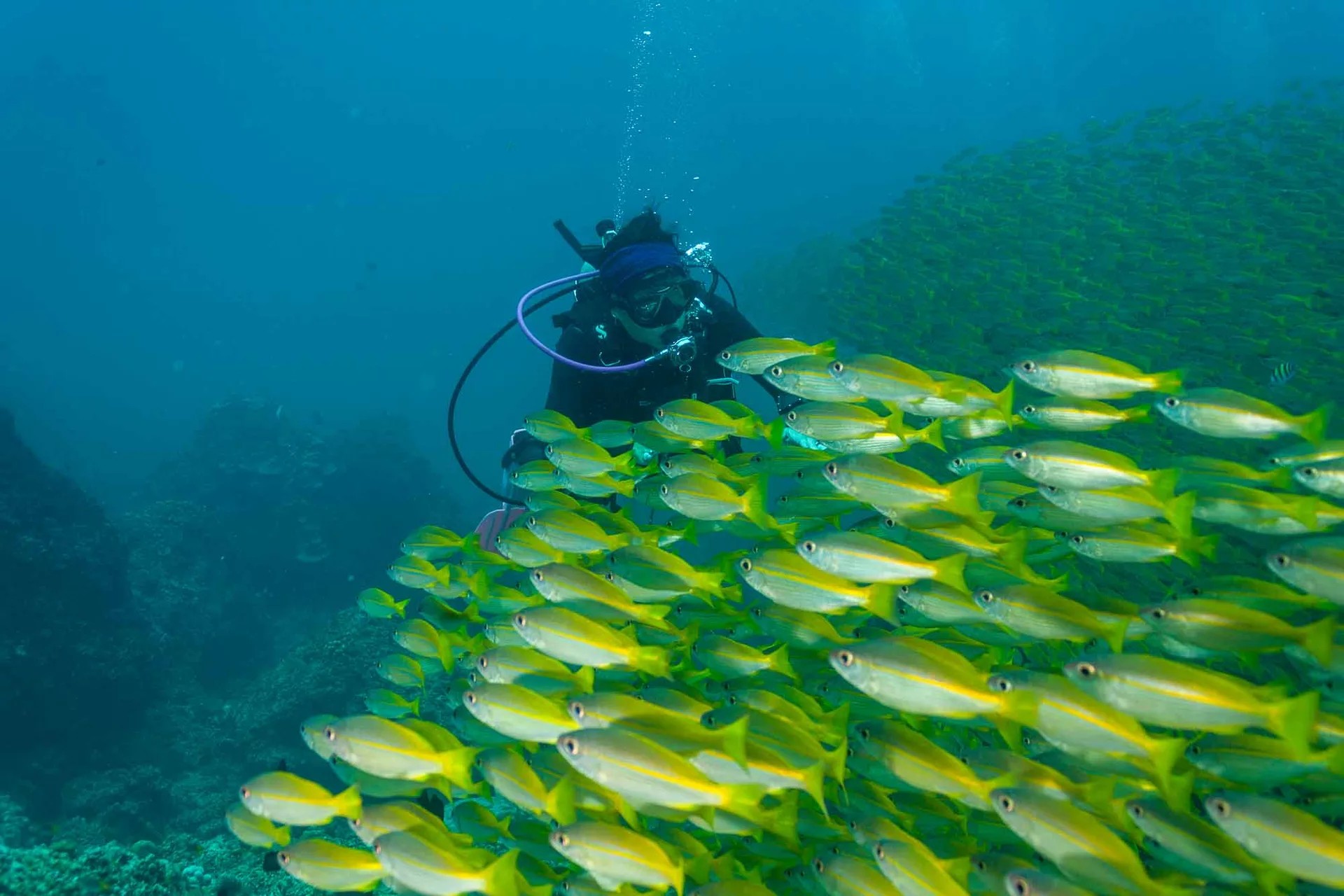 蘭塔島PADI再激活水肺更新課程體驗（PADI五星級潛水中心）
