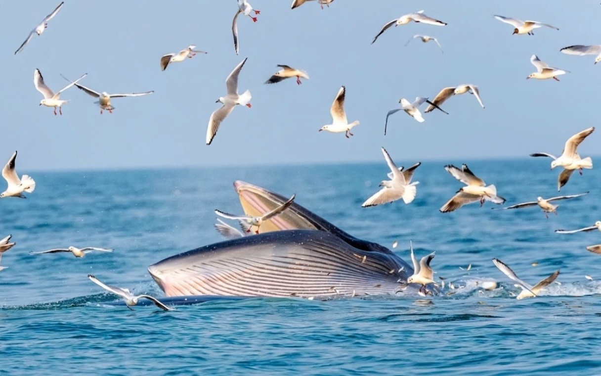 Whale Wonder Beihai | Beihai + Weizhou Island Whale Watching 5-Day 4-Night Private Tour