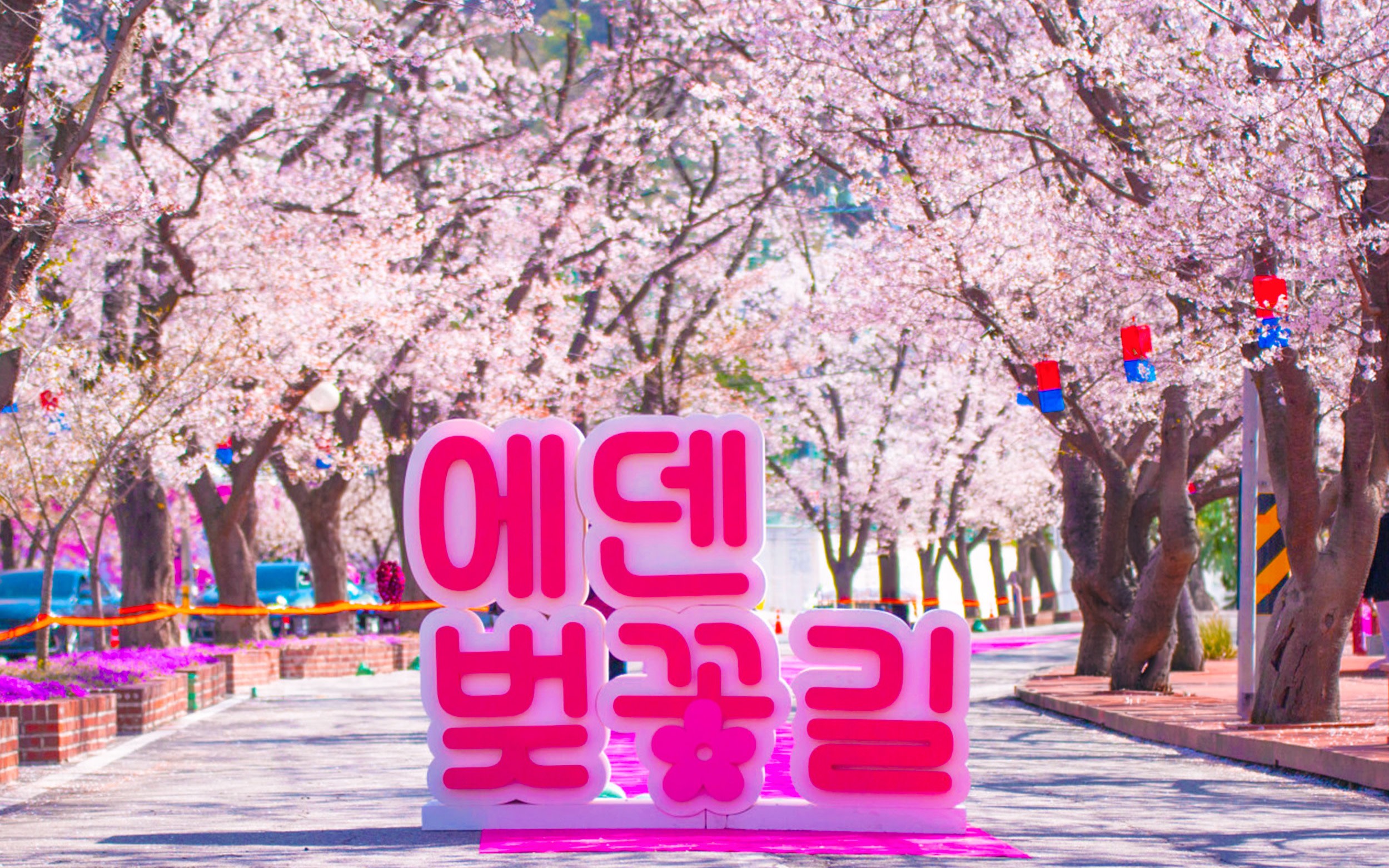 Spring Only:Eden Cherry Blossom Road,Sheep Farm&Strawberry Picking