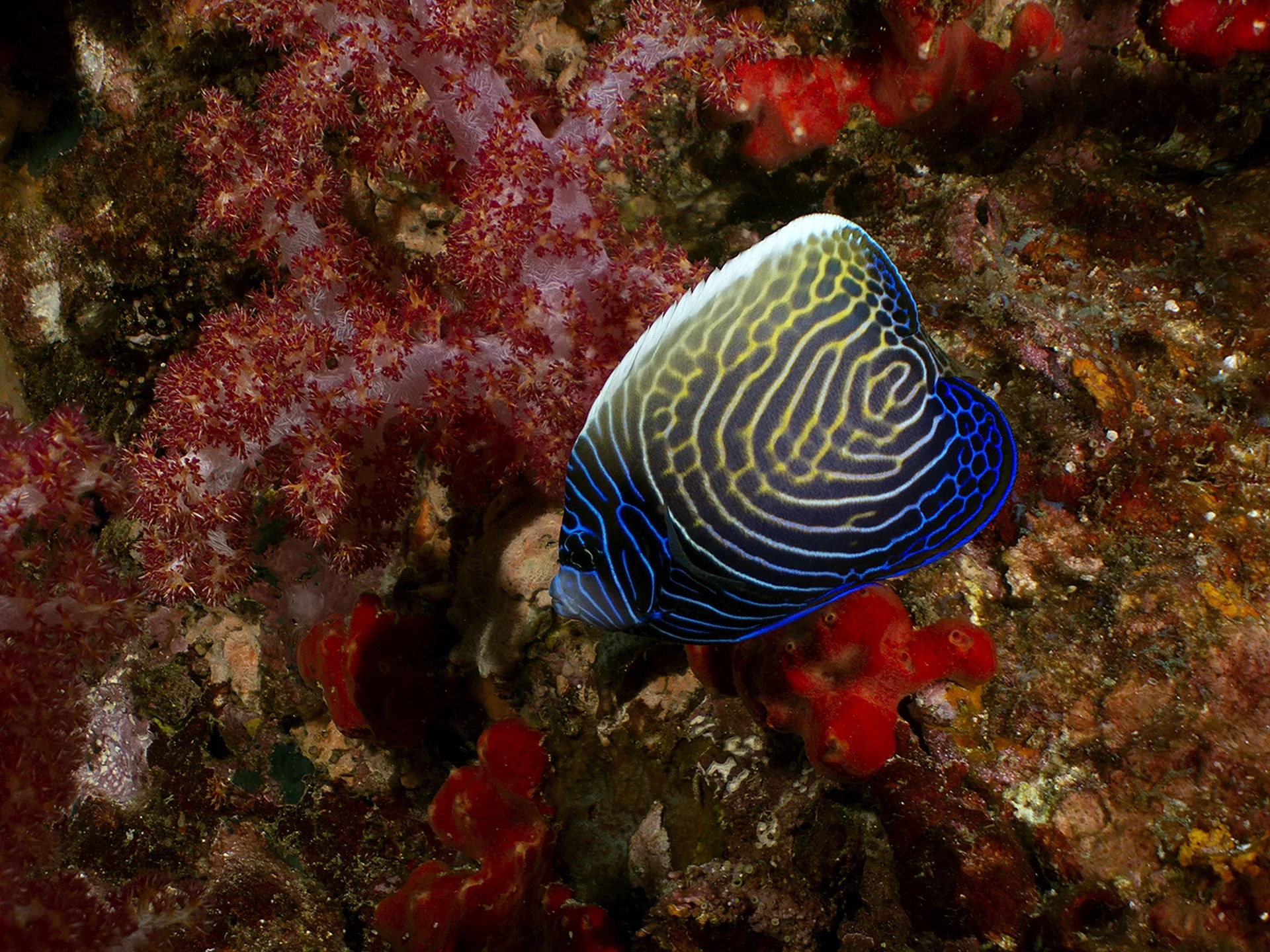 蘭塔島 PADI 五星教練發展中心高氧空氣潛水員課程