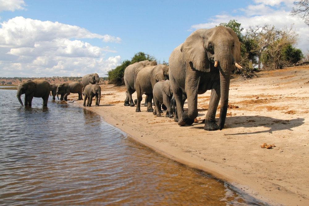 Elephant Heard along the Chobe river
