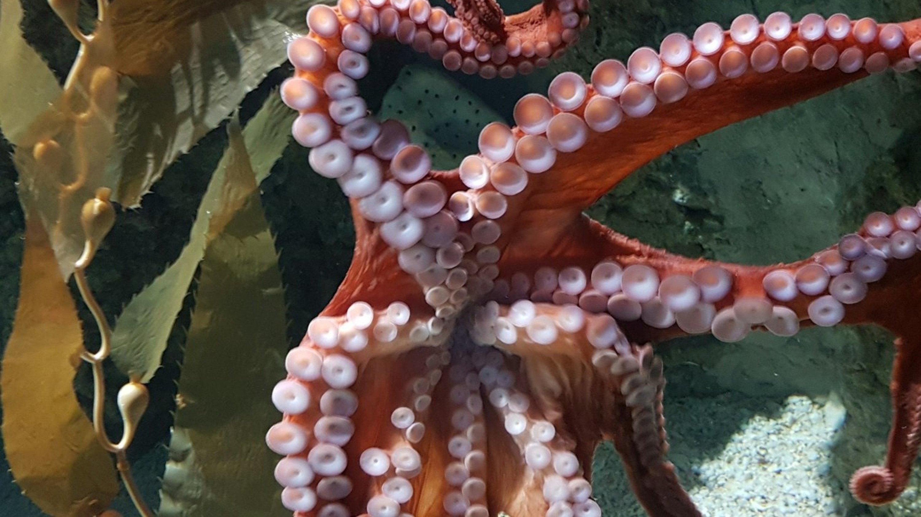 熱那亞水族館與幻覺展門票