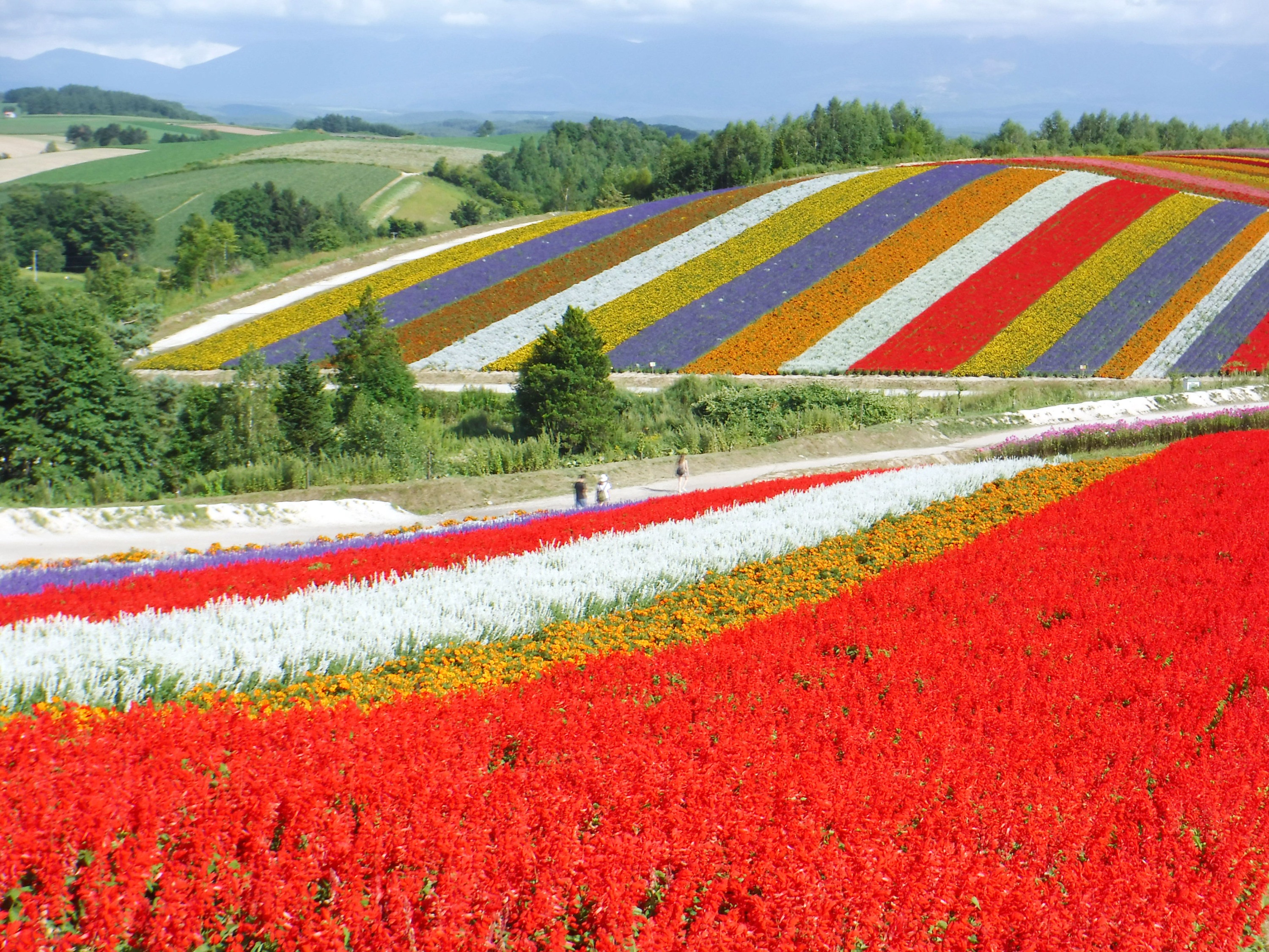 [Hokkaido] Hokkaido Farm Tomita Shikisai no Oka Blue Pond Bus Tour and ...