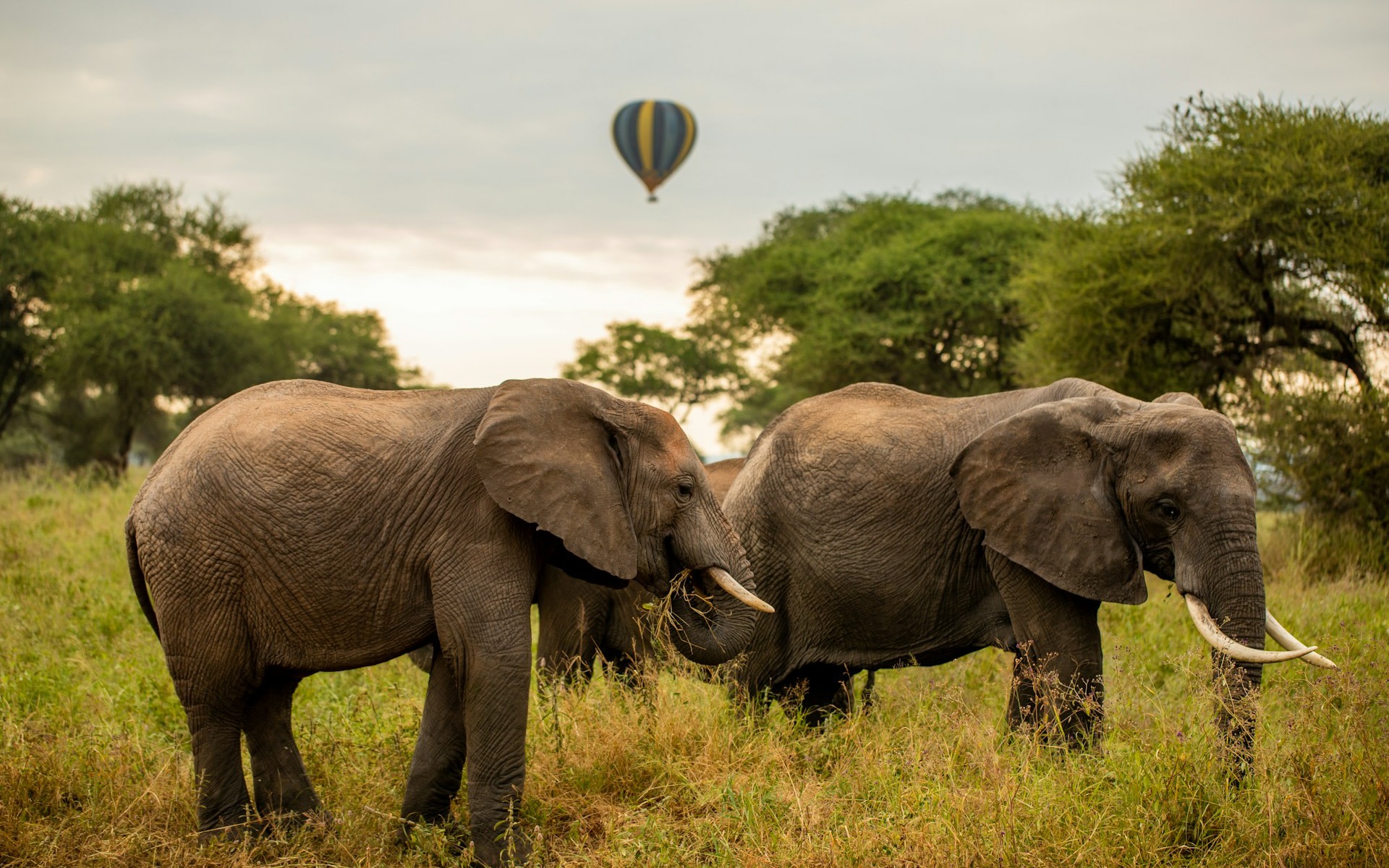 Arusha 2-Day Tarangire & Ngorongoro Crater Private Safari