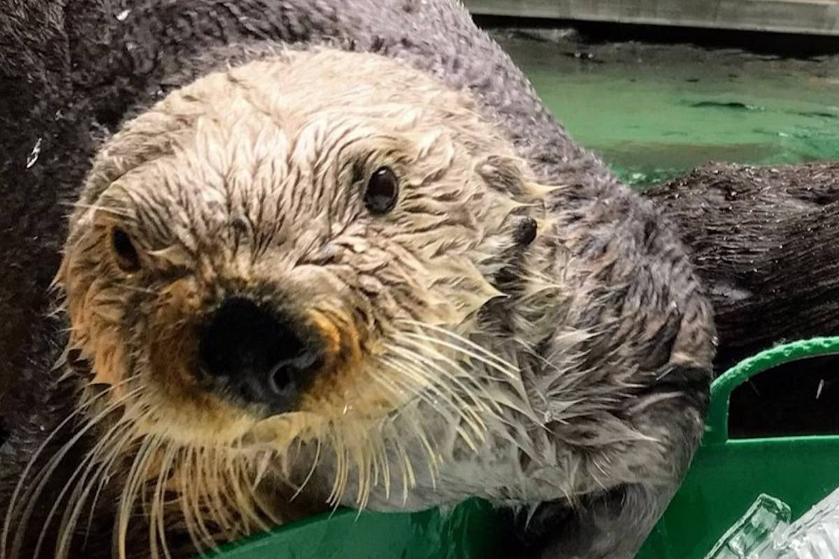 西雅圖水族館門票