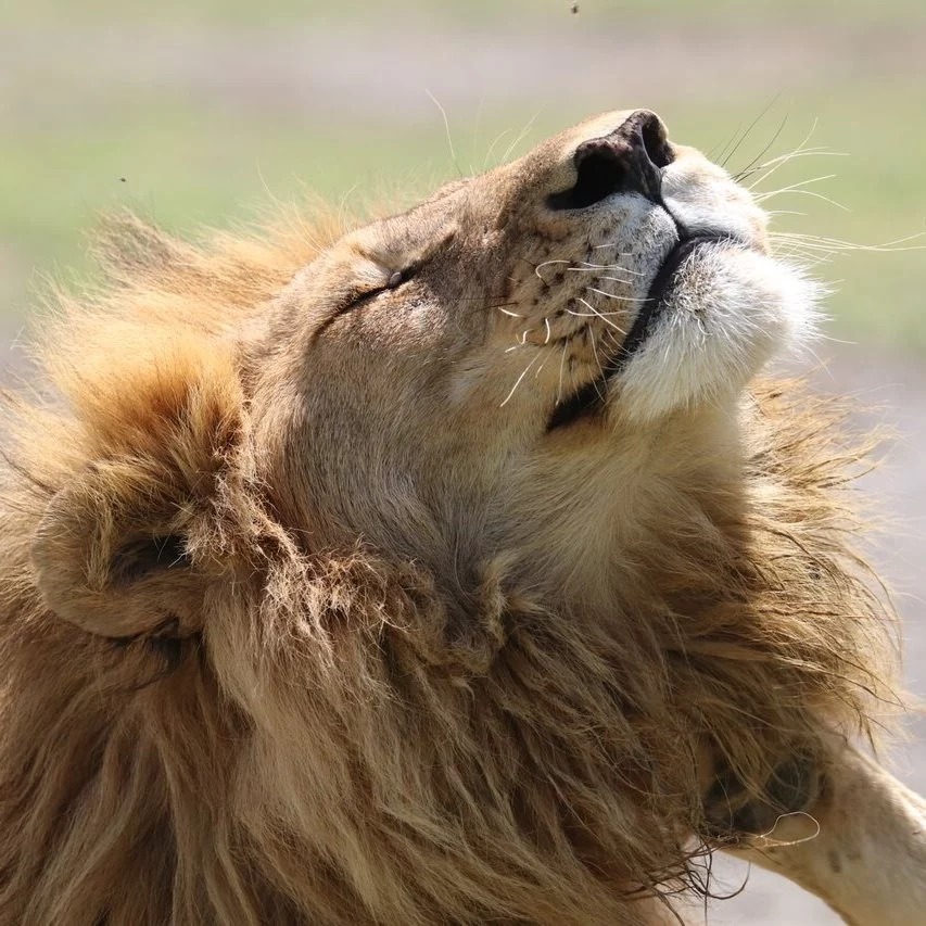 4日野生動物逃脫之旅：桑布魯 & 阿伯達爾野生動物園探險