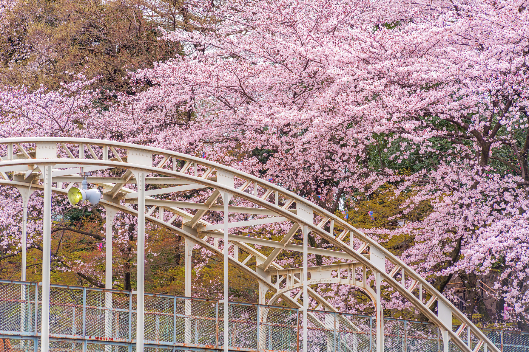 [東京櫻花季] 代代木公園或飛鳥山公園櫻花野餐半日遊