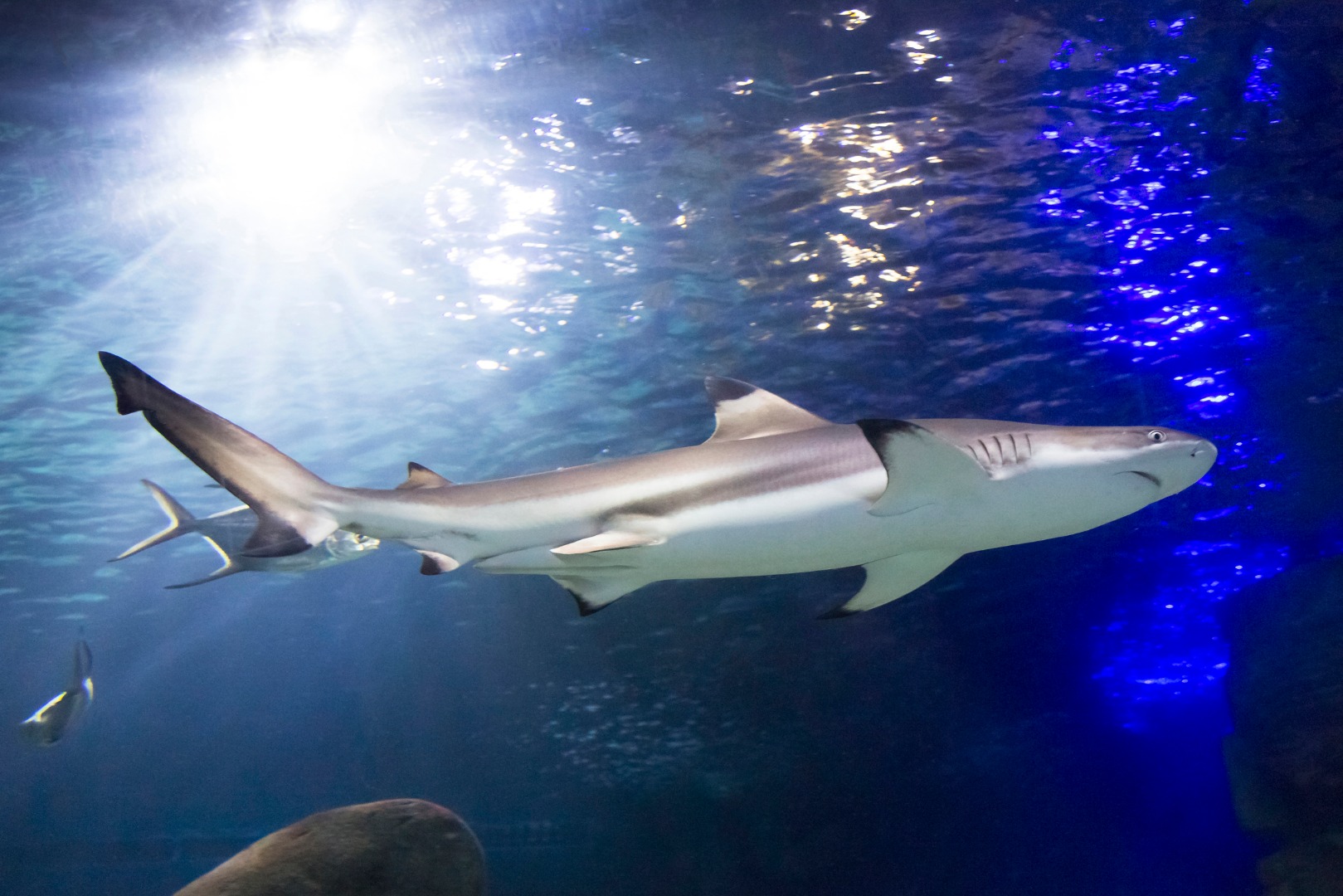 慕尼黑 SEA LIFE 水族館門票