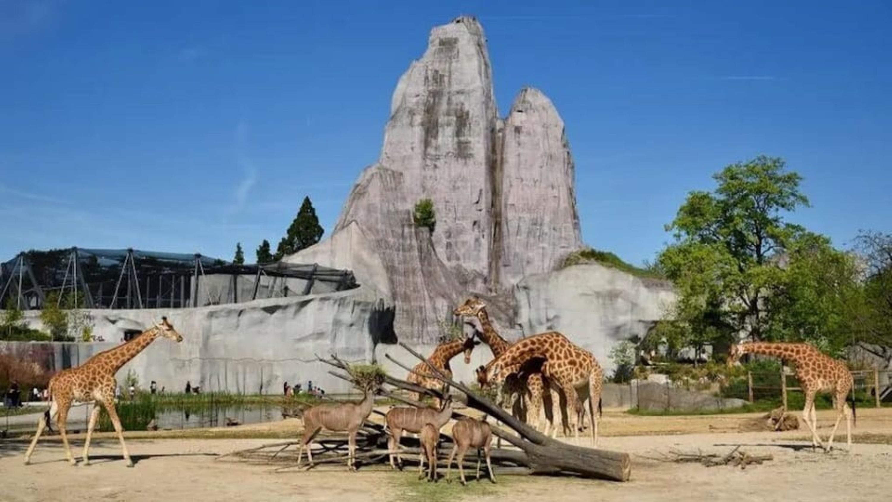 Paris Zoological Park ticket