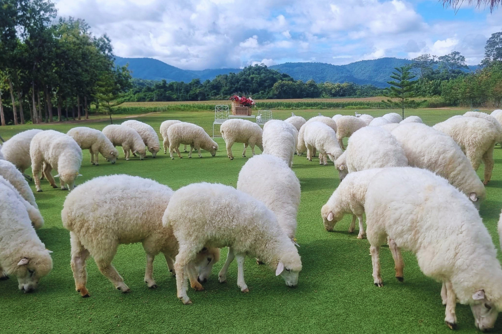 路線暫時變更：考艾北海道花卉公園改為考艾Stardoi農場。期間：2026年8月14日至9月30日