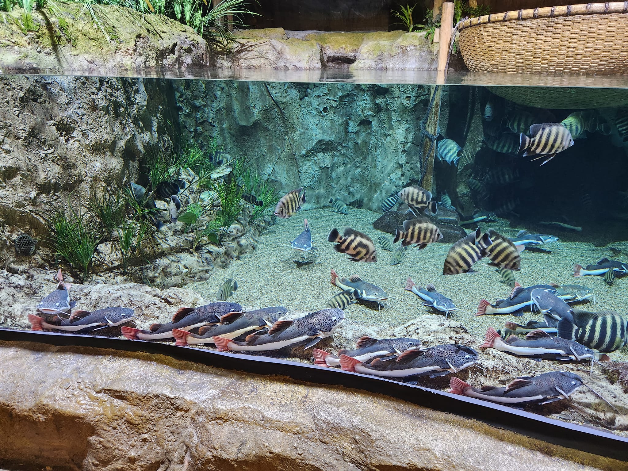 河內樂天世界水族館門票