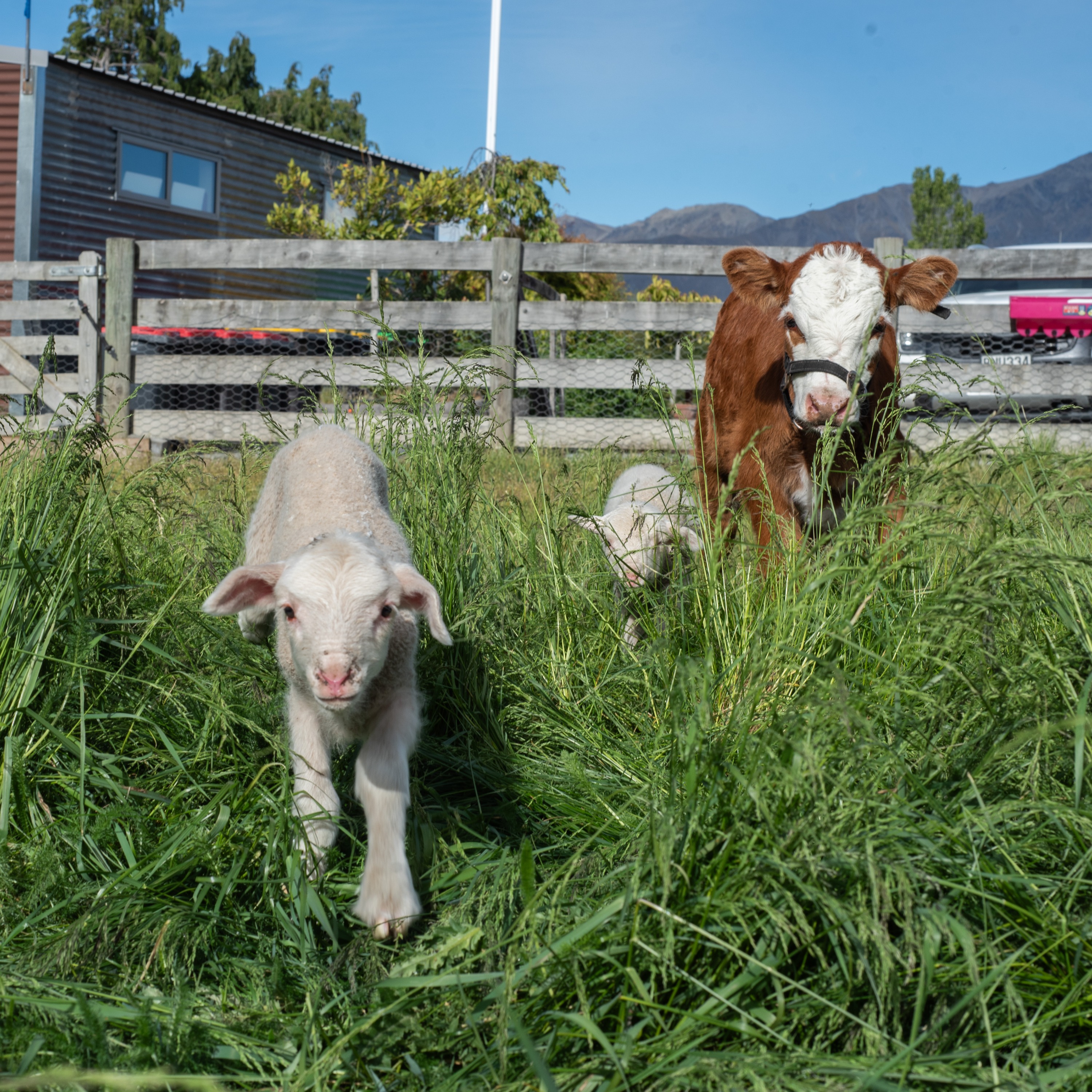 Lake Tekapo Petting Zoo Admission Ticket