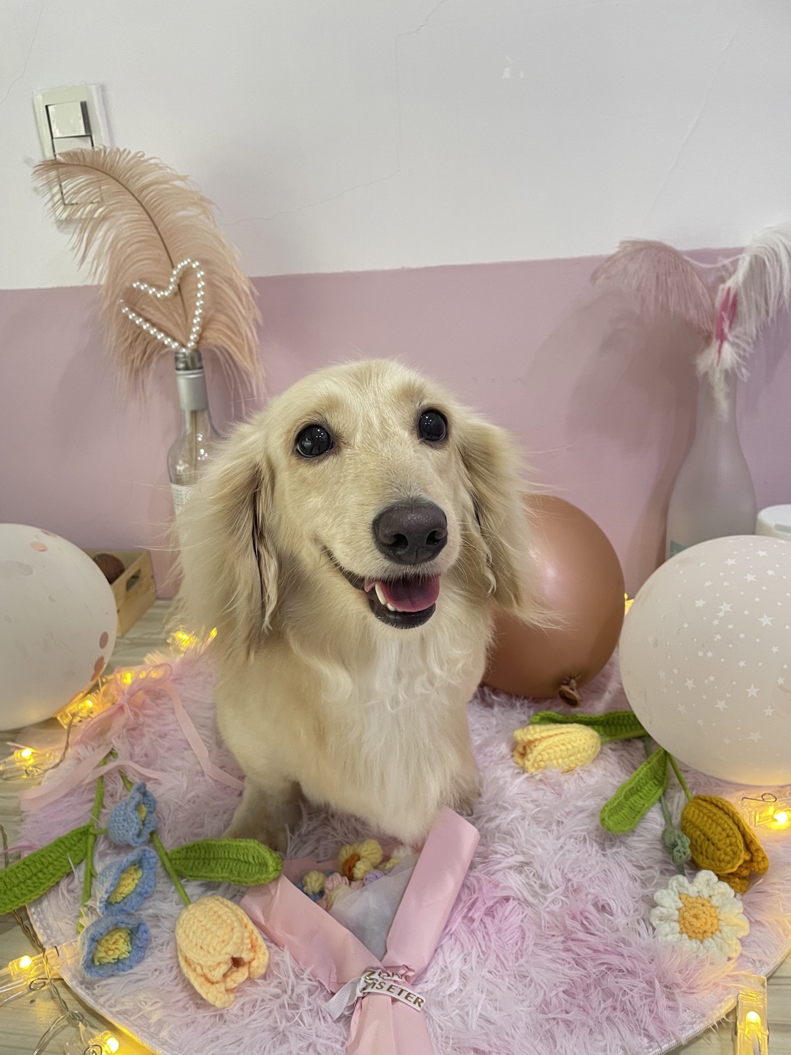 愛寶寵物美容 - 洗澡&造型修剪