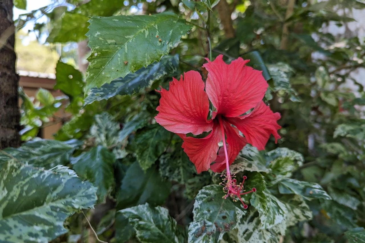 熱帶花園一日遊，含內陸美食餐和觀光 (Tropical Gardens Day Tour with Outback Gourmet Meal & Sightseeing)