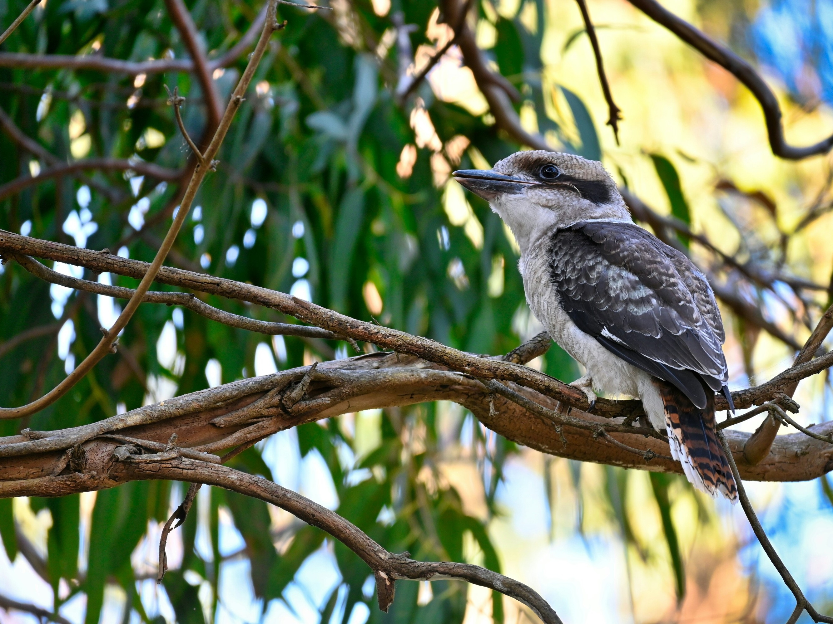Yarra River Walk & Heritage Convent Experience