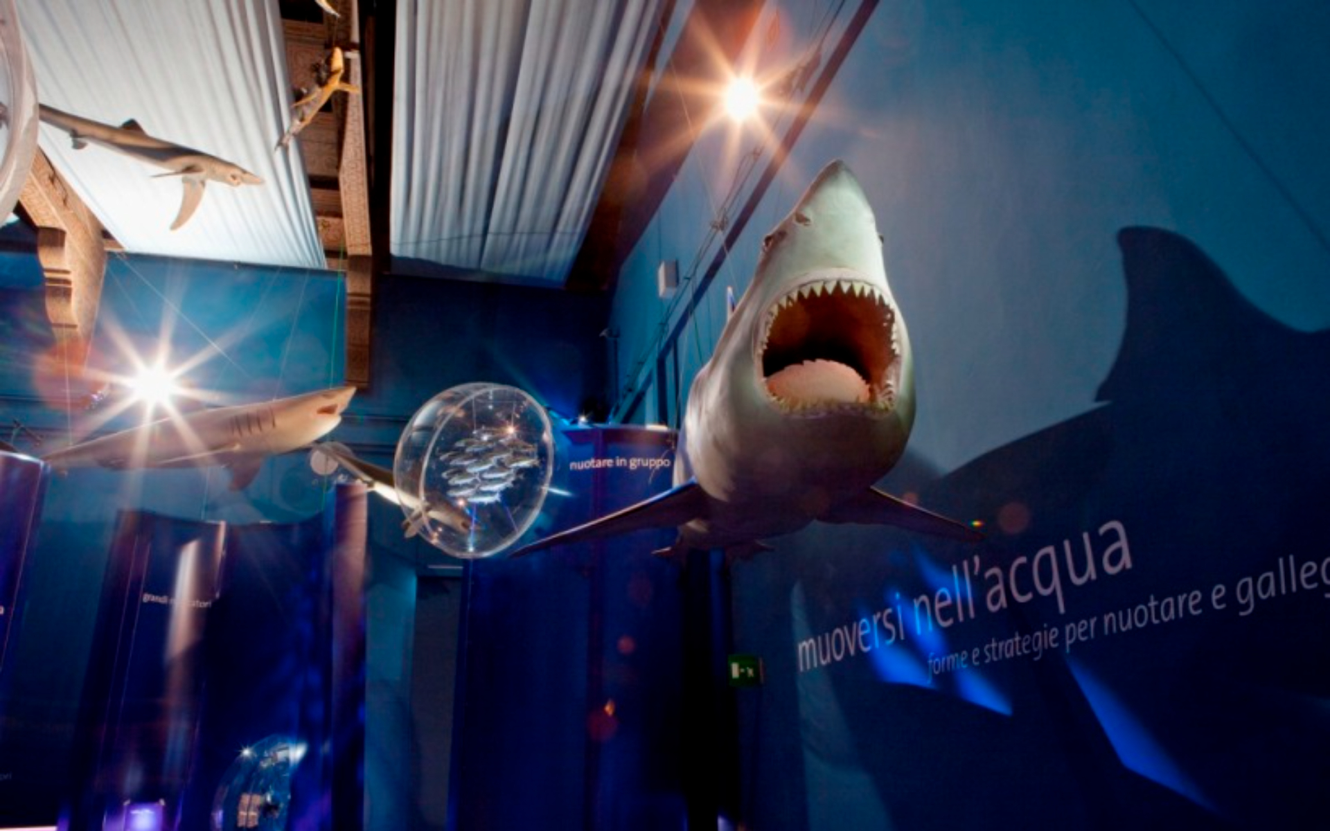 Enter a little multimedia room, where you can understand the point of view of species as they move