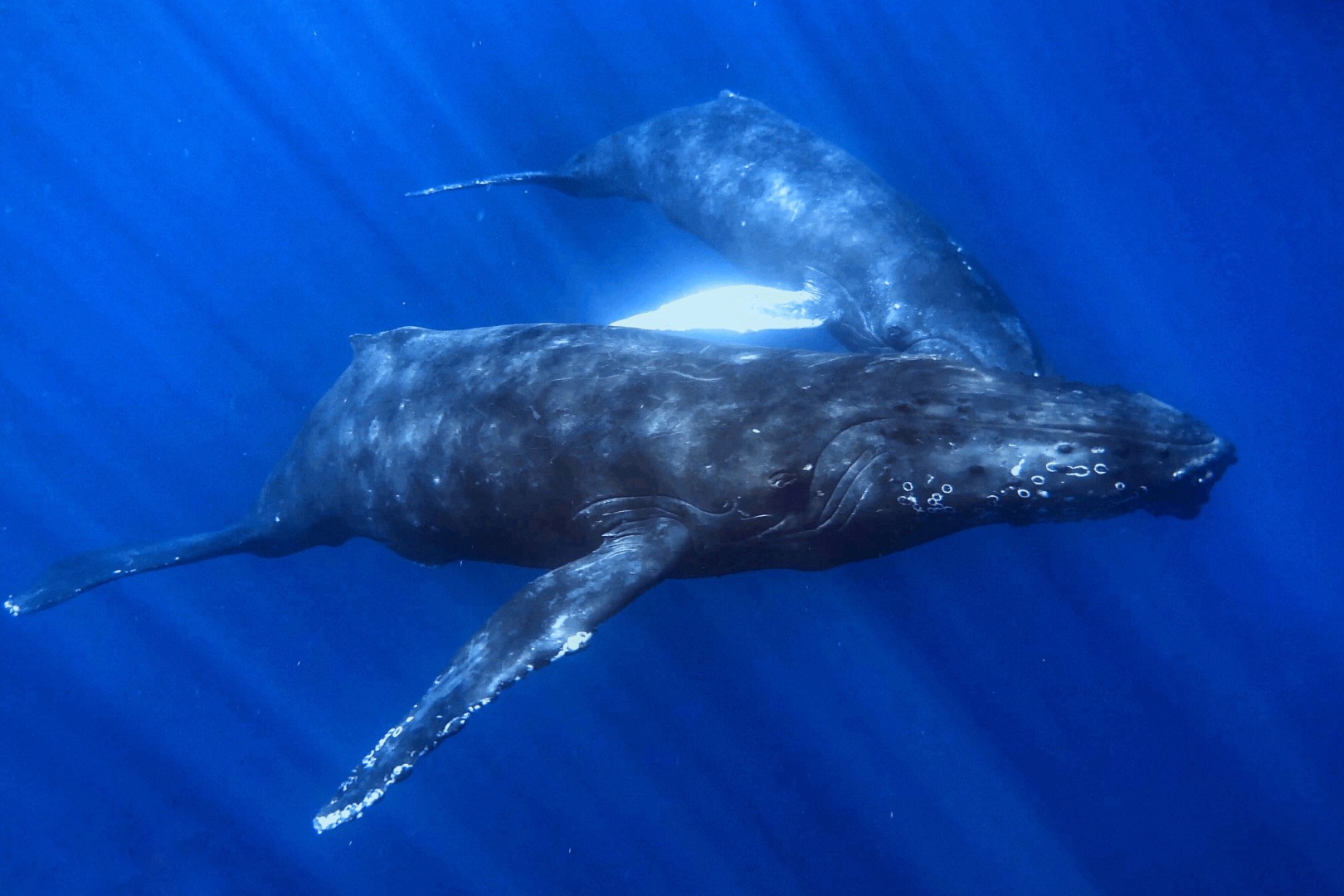 Snorkeling and Whale Watching Experience in Maui