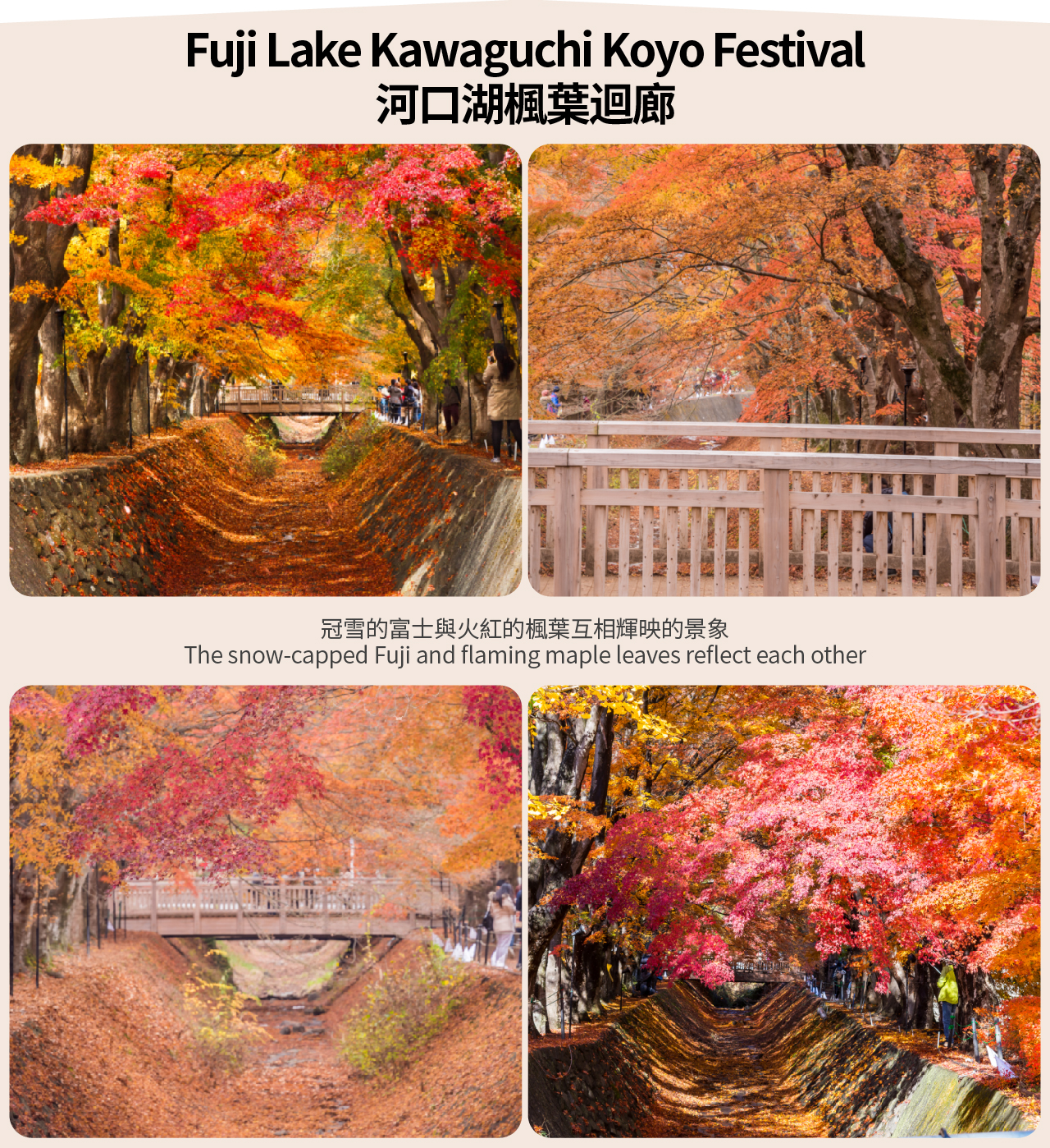 【富士山單車騎行體驗遊】山中湖騎行體驗&忍野八海&河口湖&富士山淺間公園或日川時計店網紅騎行一日遊（東京出發）