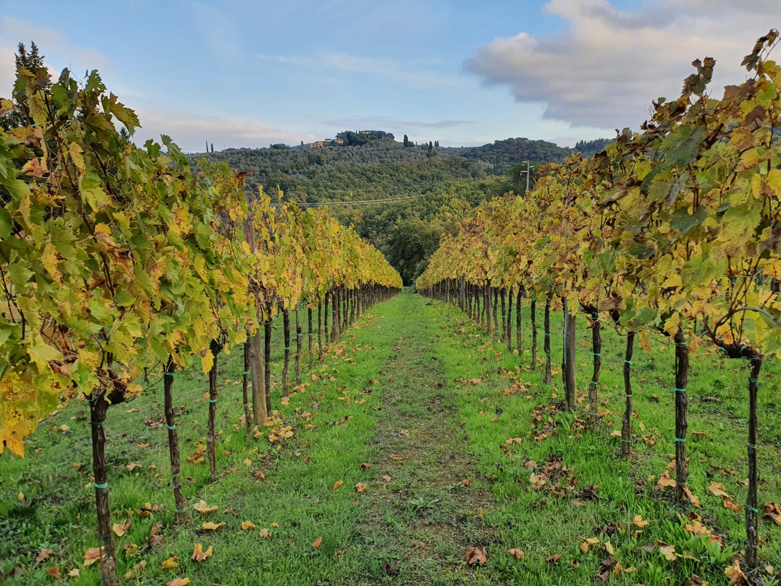 Tuscan Bites & Sips: Discover Tuscany Through Wine