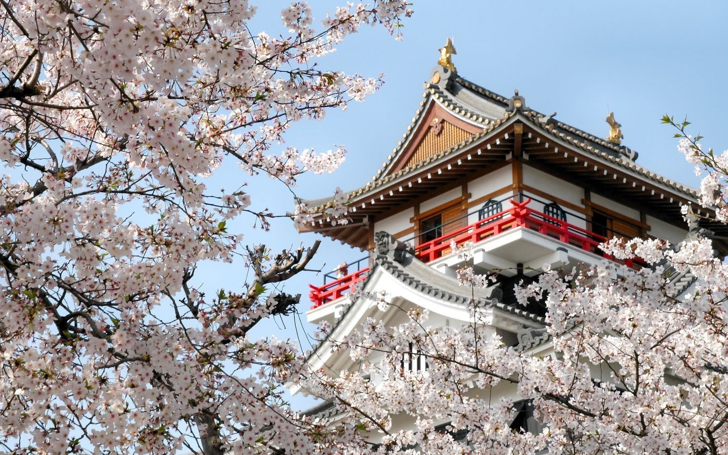 Nagoya Cherry Blossom & History Full-Day Group Tour