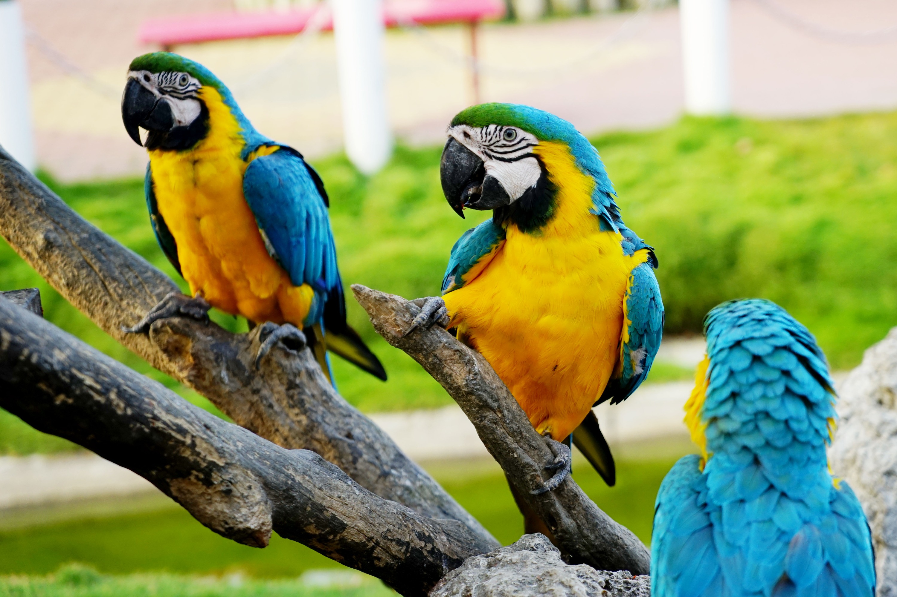 台南頑皮世界野生動物園門票