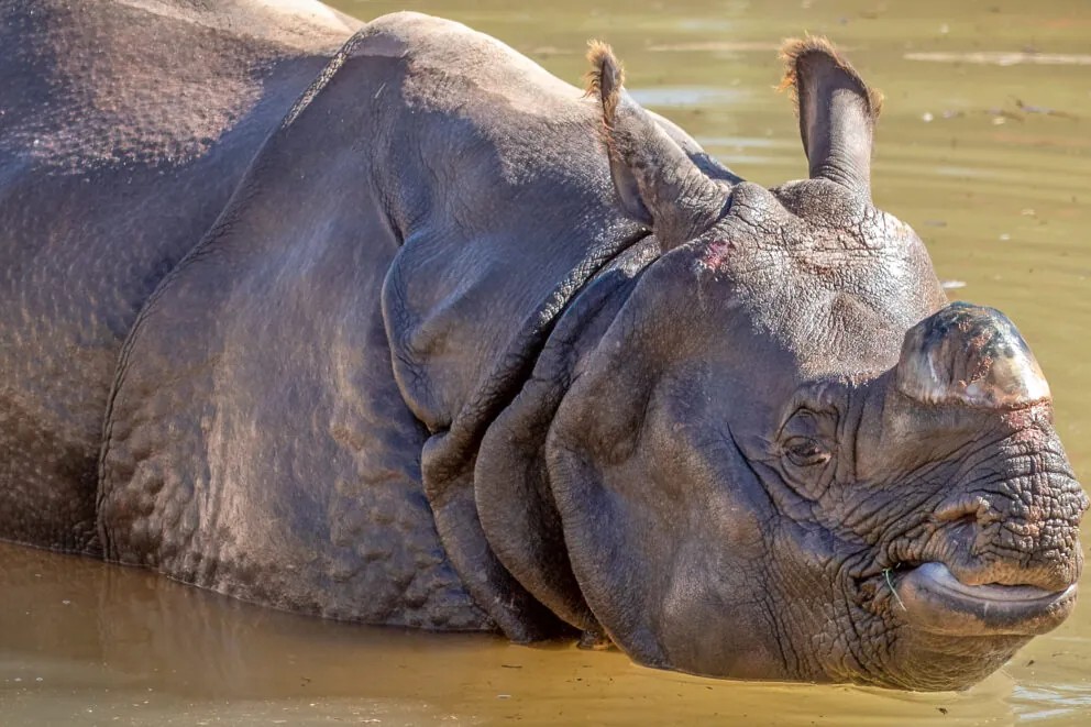 在鳳凰城動物園，與犀牛、大象等動物一同探索亞利桑那州的狂野之心。
