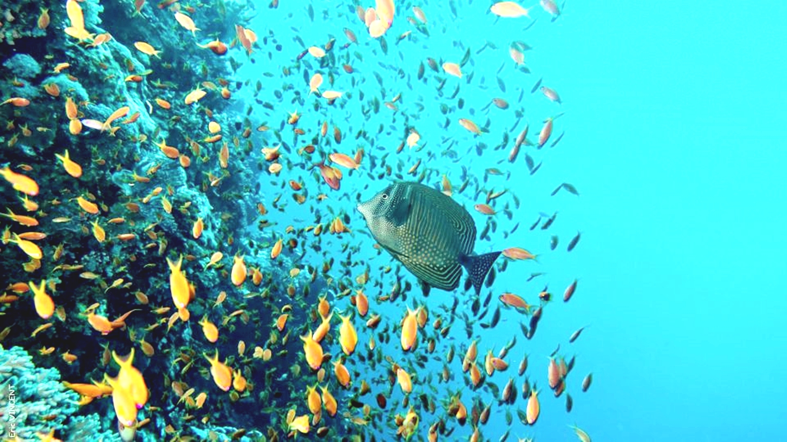 赫爾格達：馬加維什島潛水與浮潛之旅（含午餐）