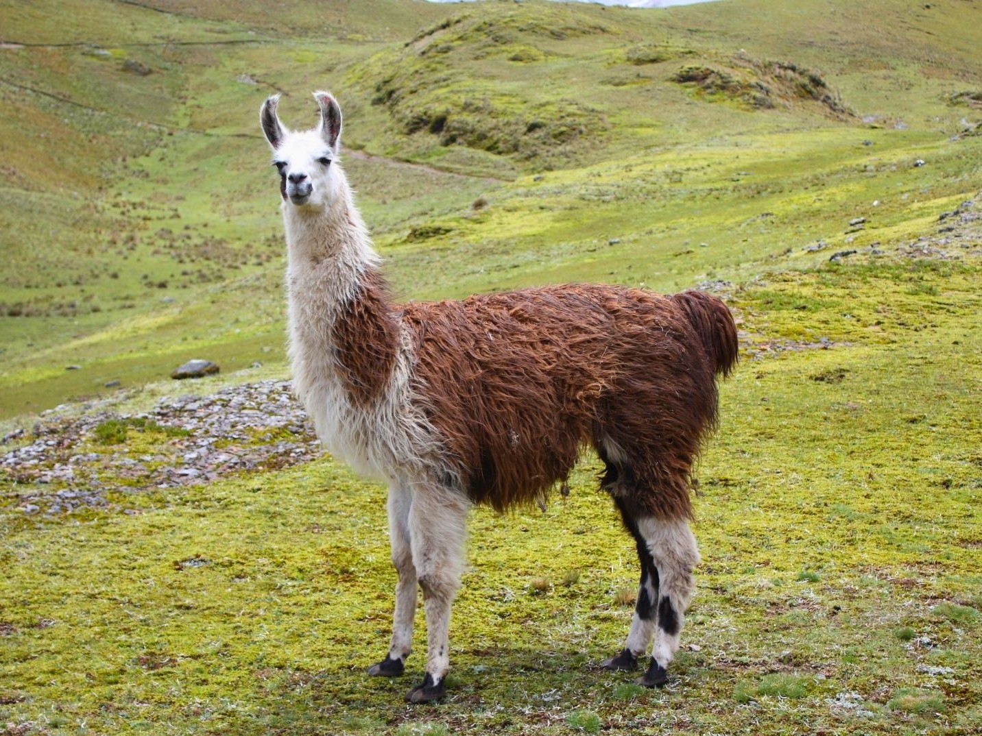 A free-roaming llama peacefully grazes beside the scenic hiking trail in the Andean highlands